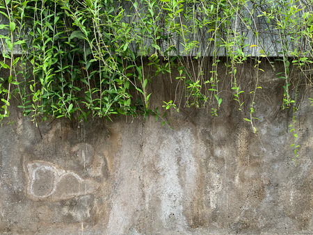 Plant growing on cement wall background, Concrete wall with lush green grass plantsの写真素材