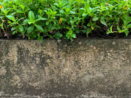 Plant growing on cement wall background, Concrete wall with lush green grass plantsの写真素材