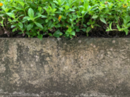 Plant growing on cement wall background, Concrete wall with lush green grass plantsの写真素材