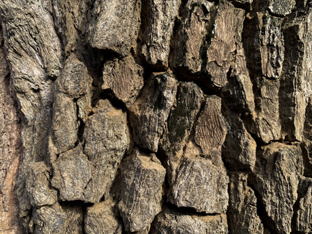 Old tree bark texture. Abstract background and texture for design. Close up.の写真素材