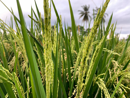 Close up of paddy rice in the field with coconut tree backgroundの写真素材