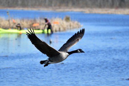 Canada gooseの写真素材