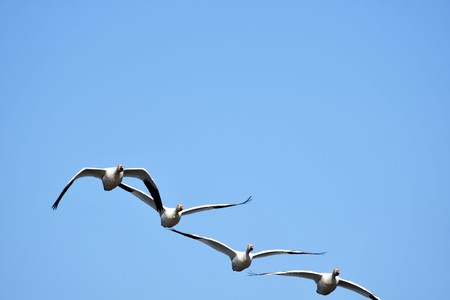 Snow goose Canada
