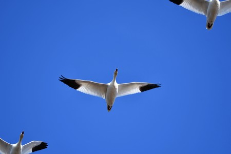 Snow goose Canadaの写真素材