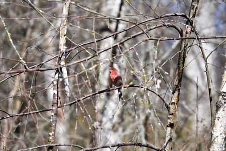 A House Finch perching on branch.の写真素材