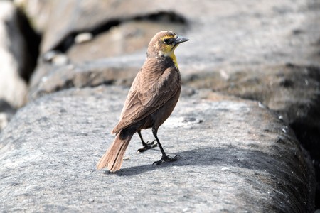 Yellow-headed Blackbird is perching on the ground.の写真素材