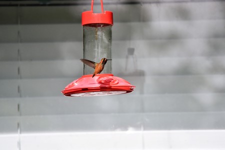 Rufous Hummingbirdの写真素材
