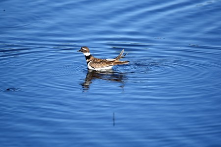 Killdeer in the lakeの写真素材