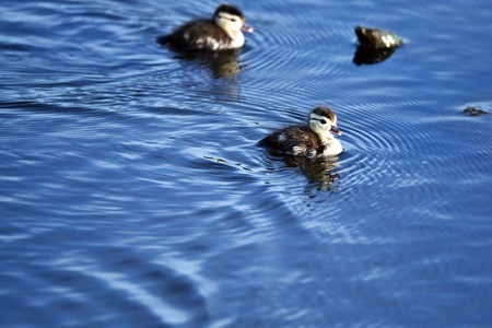 Wood Duck chicks take a swim in the lake.の写真素材