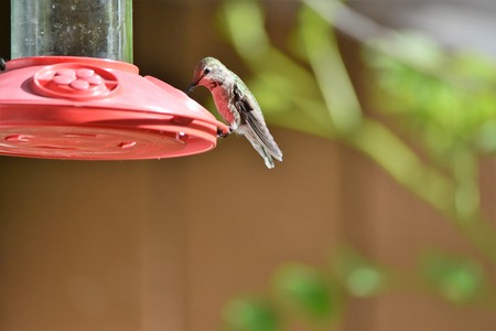 Anna's Hummingbird perching on a feederの写真素材