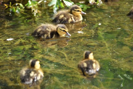 Ducklings are swimming in the pond.の写真素材