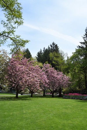 Plum blossom on the green grass.の写真素材