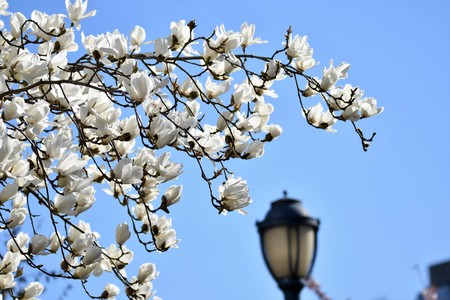 Magnolia blossomの写真素材