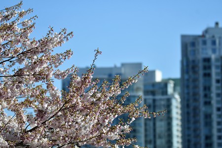 Cherry blossom in Vancouver cityの写真素材