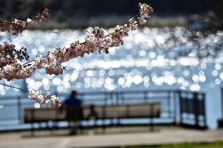 Cherry blossom in Vancouver cityの写真素材