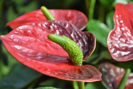 Anthurium red solid flower