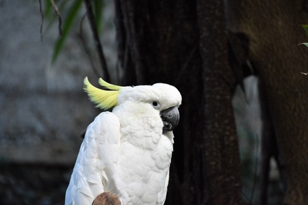 White parrot beautiful