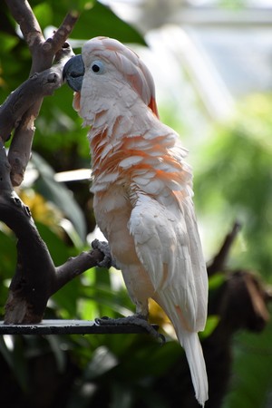 Pink Parrot beautifulの写真素材