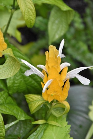 The Justicia brandegeeanaの写真素材