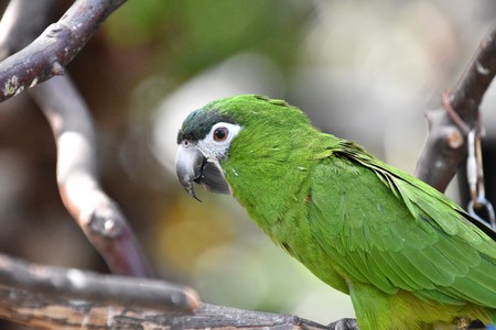 Green Parrot beautiful
