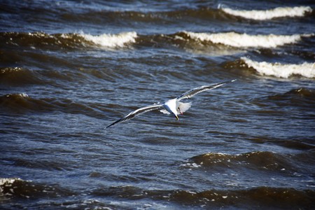 Seagull flying in the air.の写真素材
