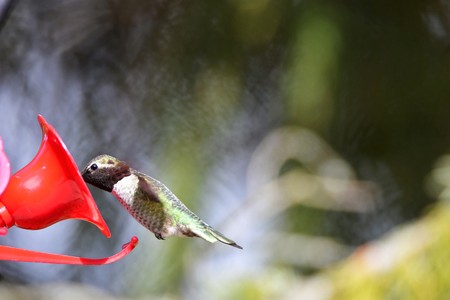 Anna's hummingbird is drinking nectar from flowers while hoveringの写真素材