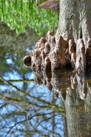 Swamp cypressの写真素材