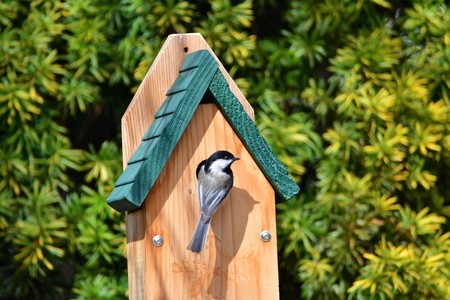 Black-capped Chickadeeの写真素材
