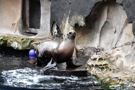Sealion showの写真素材