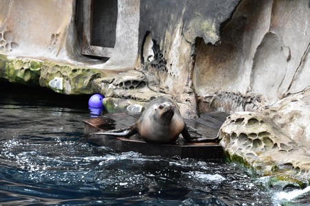 Sealion showの写真素材