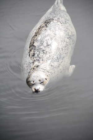 Sealの写真素材