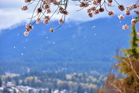 Cherry blossom in Vancouver cityの写真素材