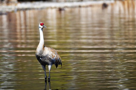The Sandhill Crane came back to the Burnaby lake.