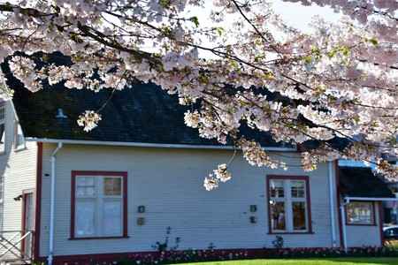 Cherry blossom in Vancouver cityの写真素材