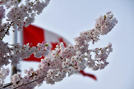 The cherry blossom against the Canada flag. April spring sunset, evening time