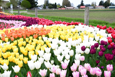 Skagit valley tulip festival. Mount Vernon will hold their tulip festival every spring about a month.の写真素材