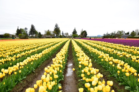 Skagit valley tulip festival. Mount Vernon will hold their tulip festival every spring about a...