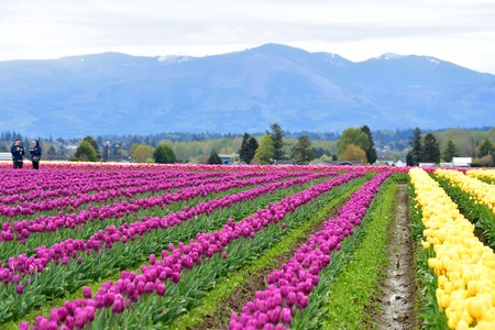 Skagit valley tulip festival. Mount Vernon will hold their tulip festival every spring about a month.の写真素材