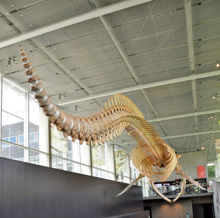 Bones of Blue whale at UBC.