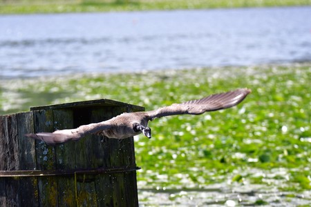 A Canada Goose is flying down towards the lake.の写真素材