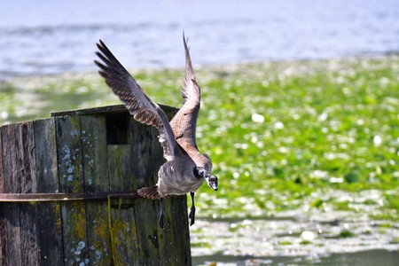 A Canada Goose is flying down towards the lake.の写真素材