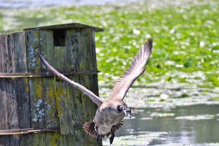 A Canada Goose is flying down towards the lake.の写真素材