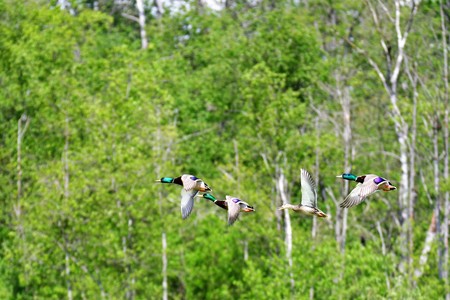 Flock of Mallard Ducks flying in the air.の写真素材