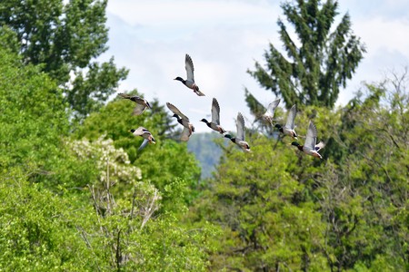 Flock of Mallard Ducks flying in the air.の写真素材