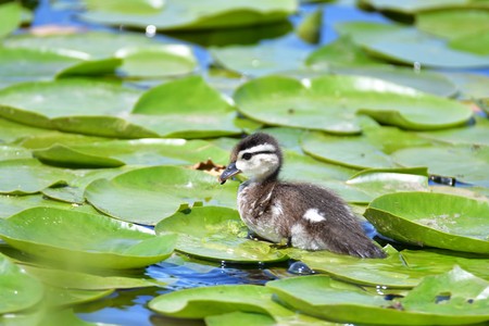 Wood Duck chicks take a swim amongst the lily pads in the lake.の写真素材