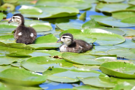 Wood Duck chicks take a swim amongst the lily pads in the lake.の写真素材