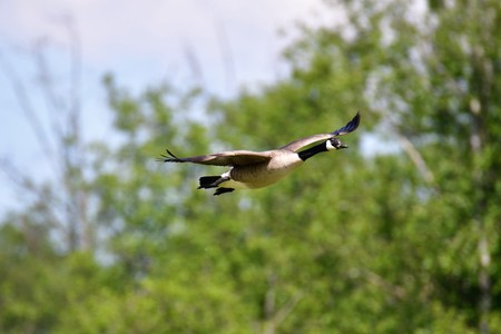 A Canada Goose is flying in the air.の写真素材