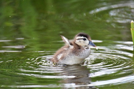 Wood duck chick closeup Burnaby lake BC Canadaの写真素材