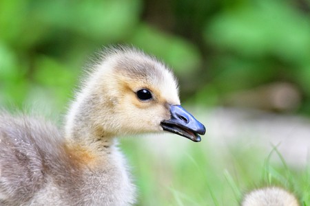 About one month old Gosling's closeup Burnaby Lake BC Canadaの写真素材