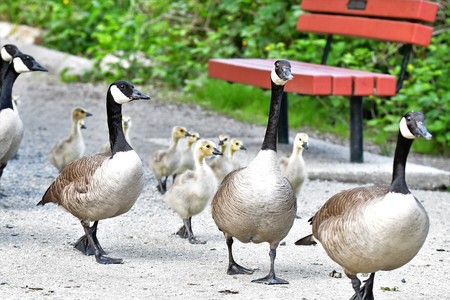Field trip of  Canada Geese family Burnaby lake BC Canadaの写真素材